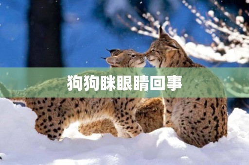 狗狗瞇眼睛回事