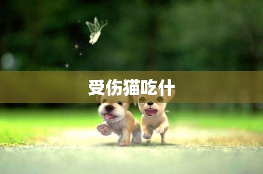 受傷貓吃什