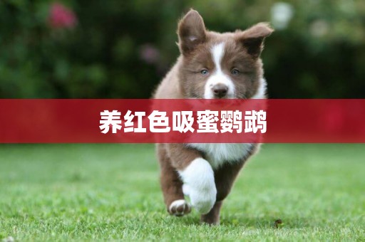 養紅色吸蜜鸚鵡
