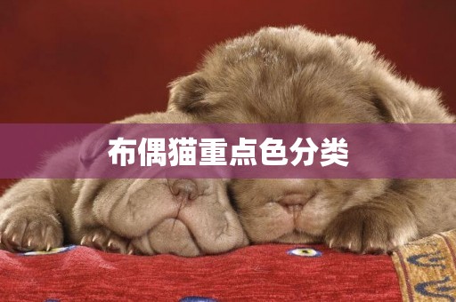 布偶貓重點色分類