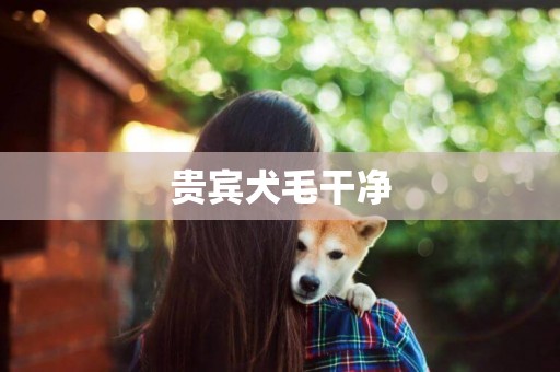 貴賓犬毛干凈