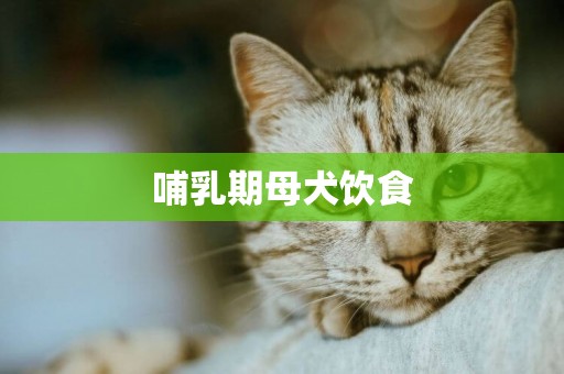 哺乳期母犬飲食