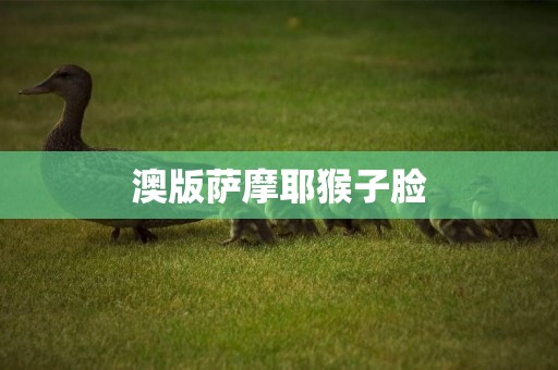 澳版薩摩耶猴子臉