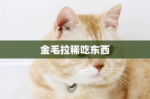 金毛拉稀吃東西