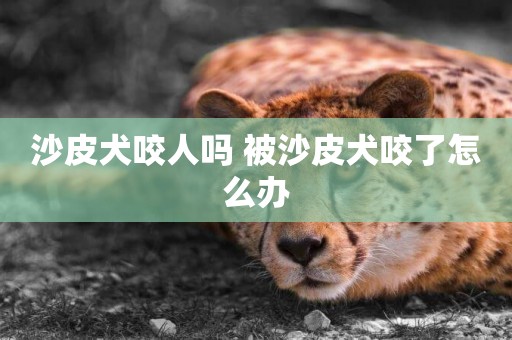 沙皮犬咬人嗎 被沙皮犬咬了怎么辦