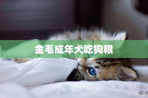 金毛成年犬吃狗糧