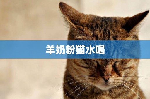 羊奶粉貓水喝