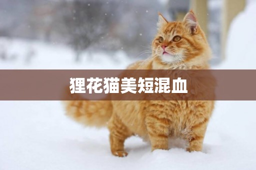 貍花貓美短混血