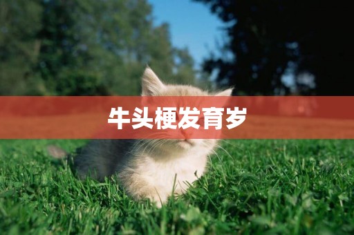 牛頭梗發育歲