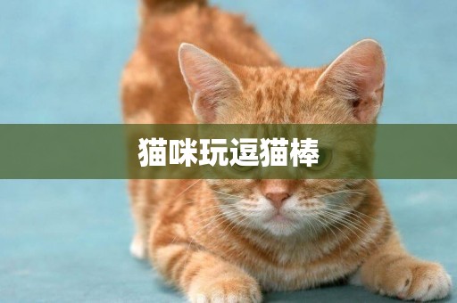 貓咪玩逗貓棒