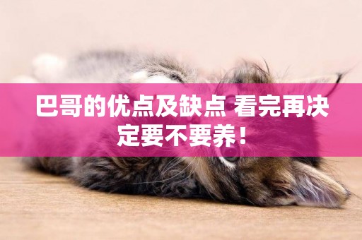 巴哥的優點及缺點 看完再決定要不要養！