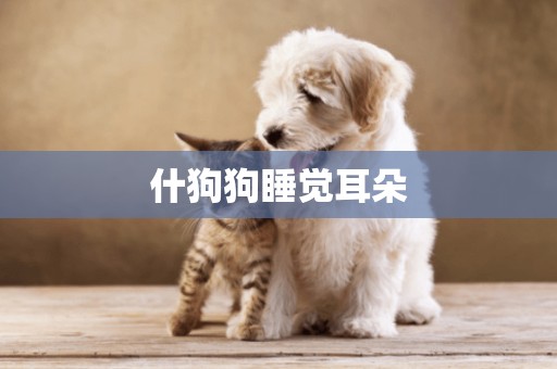 什狗狗睡覺耳朵