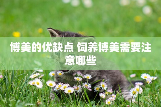 博美的優缺點 飼養博美需要注意哪些