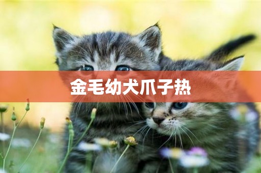 金毛幼犬爪子熱