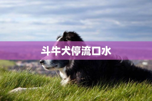 斗牛犬停流口水