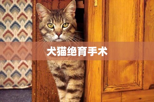 犬貓絕育手術