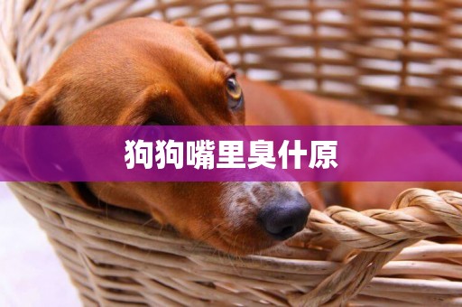 狗狗嘴里臭什原