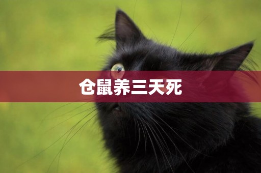 倉鼠養三天死