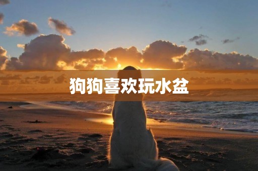 狗狗喜歡玩水盆