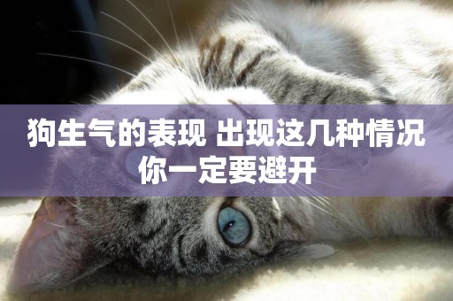 狗生氣的表現 出現這幾種情況你一定要避開