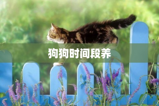 狗狗時間段養