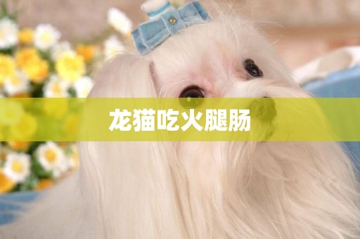 龍貓吃火腿腸