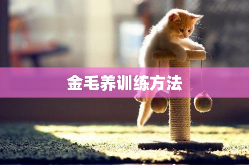 金毛養訓練方法