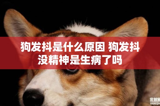 狗發抖是什么原因 狗發抖沒精神是生病了嗎