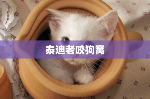 泰迪老咬狗窩