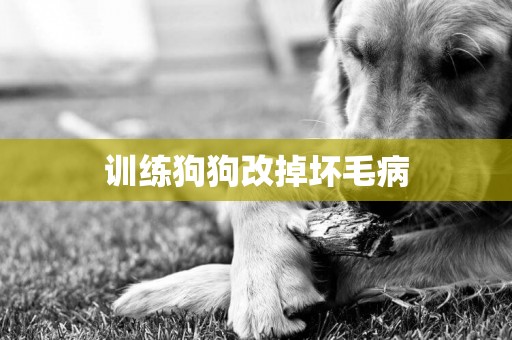 訓練狗狗改掉壞毛病