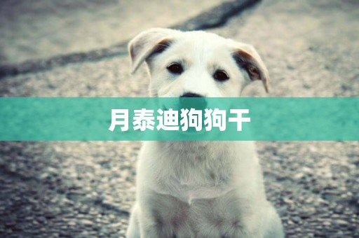 月泰迪狗狗干