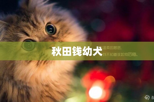秋田錢幼犬