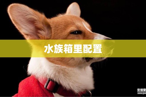 水族箱里配置