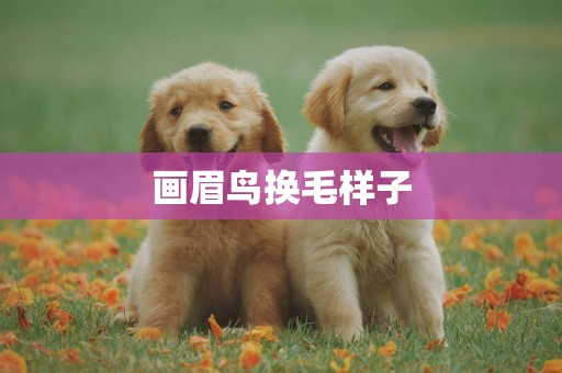 畫眉鳥換毛樣子