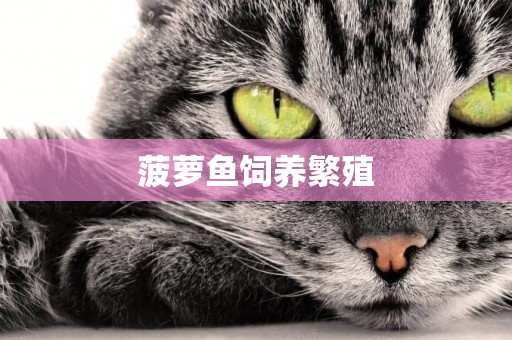 菠蘿魚飼養繁殖