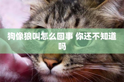 狗像狼叫怎么回事 你還不知道嗎