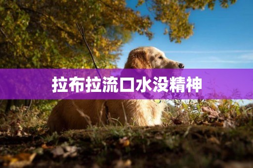 拉布拉流口水沒精神