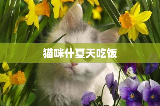 貓咪什夏天吃飯