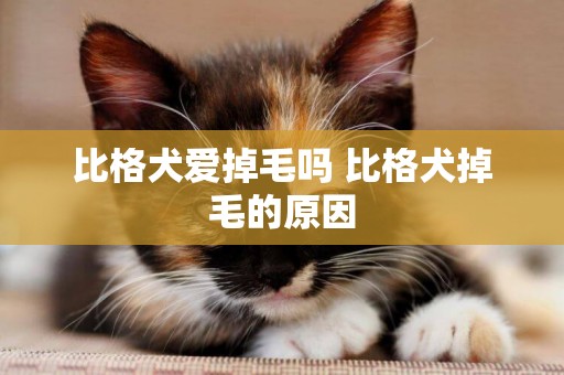 比格犬愛掉毛嗎 比格犬掉毛的原因