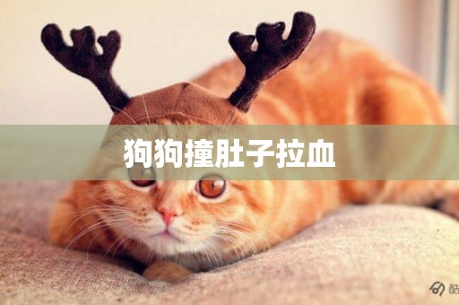 狗狗撞肚子拉血