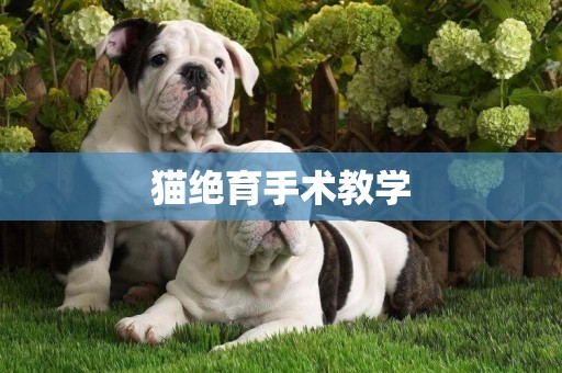貓絕育手術教學