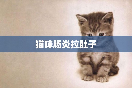 貓咪腸炎拉肚子