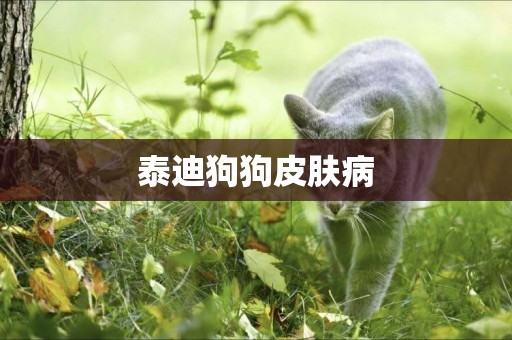 泰迪狗狗皮膚病