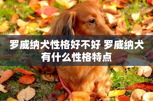 羅威納犬性格好不好 羅威納犬有什么性格特點