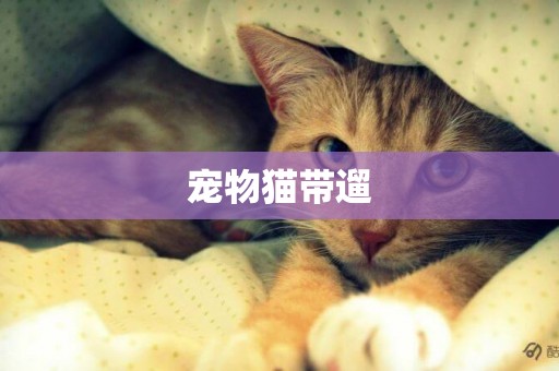 寵物貓帶遛