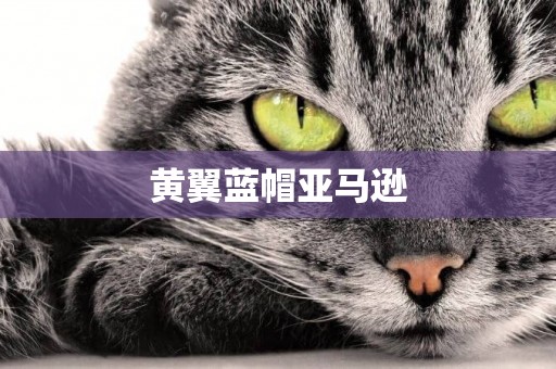 黃翼藍帽亞馬遜
