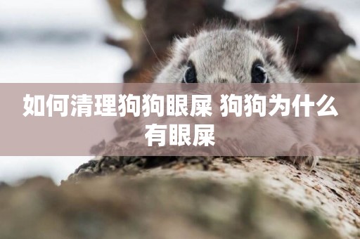 如何清理狗狗眼屎 狗狗為什么有眼屎