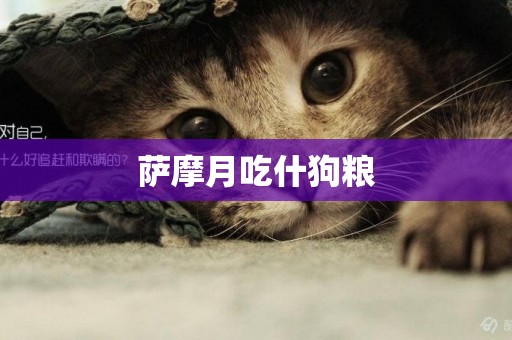 薩摩月吃什狗糧