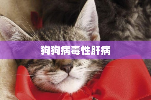 狗狗病毒性肝病