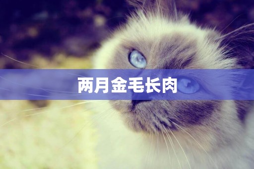 兩月金毛長肉
